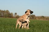 KANGAL 142